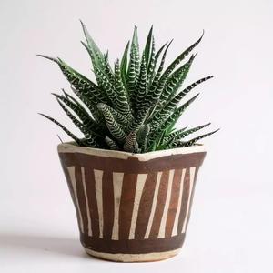 Zebra Haworthia in Handcrafted Ceramic Pot