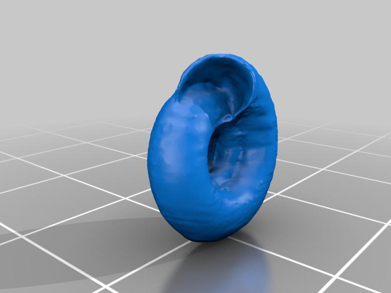 Aegista gottschei Middendorff