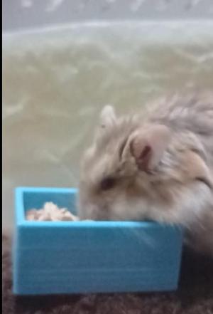 Hamster Food Bowl