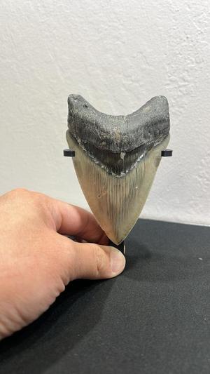 Megalodon Fossil Tooth Stand