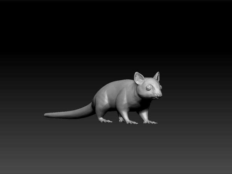 Sugar Glider - Sugar Glider 3d model for 3d print
