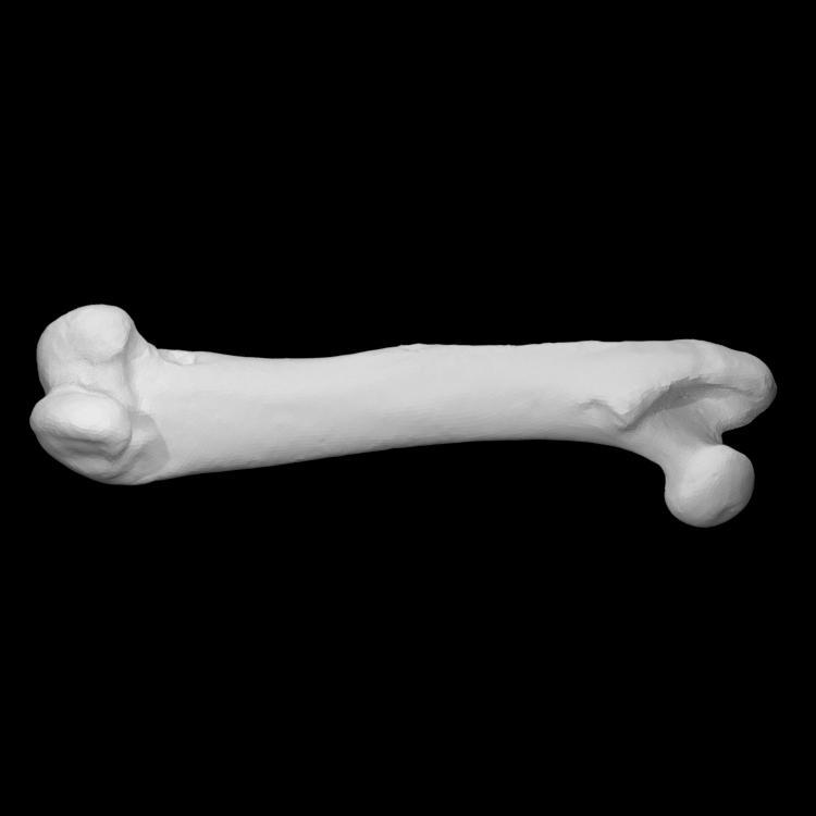 Guinea pig left femur