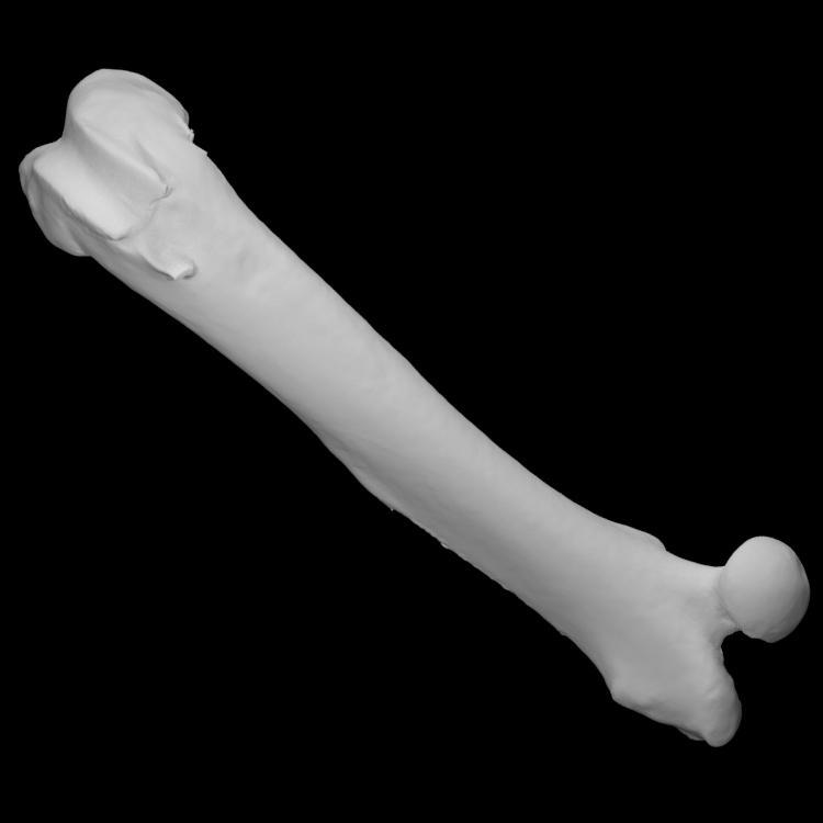 Guinea pig left femur