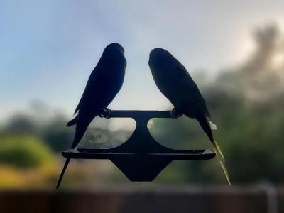 Window Parakeet Perch