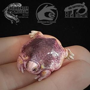 Turtle Frog Myobatrachus gouldii