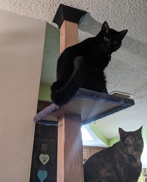 Cat Tree Top Brace (4x4 post)
