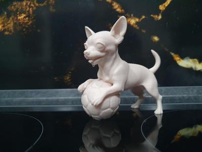 Chihuahua playing football