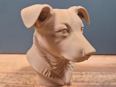 Australian Cattledog Floppy ears Bust