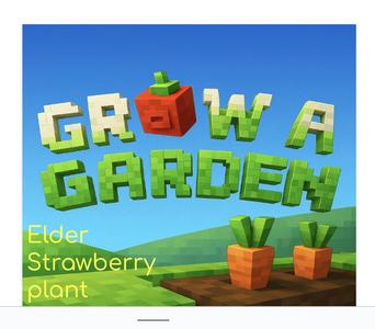 Grow a garden elder strawberry plant