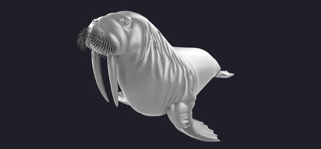 Walrus 3D MODEL