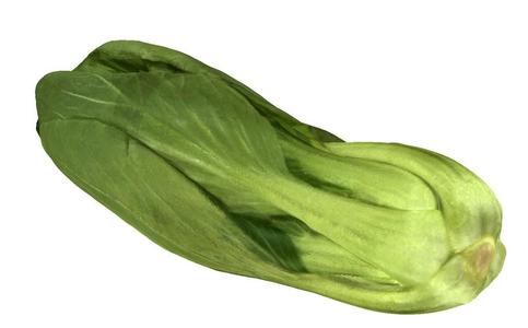 The Chinese Cabbage