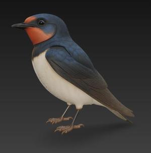 Swallow