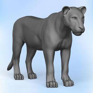 Young Lioness
