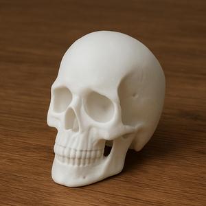 Skull Anatomy