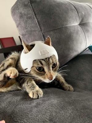 Cat Moto Helmet