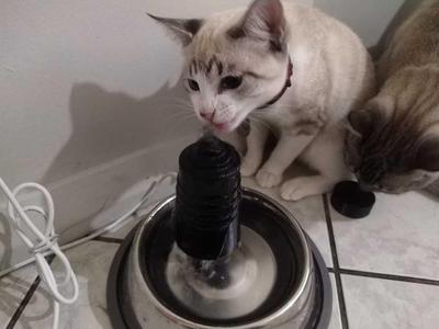 Cat Fountain