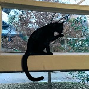Cat Silhouettes