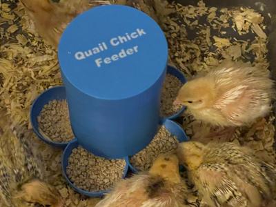 5 station Quail chicken feeder