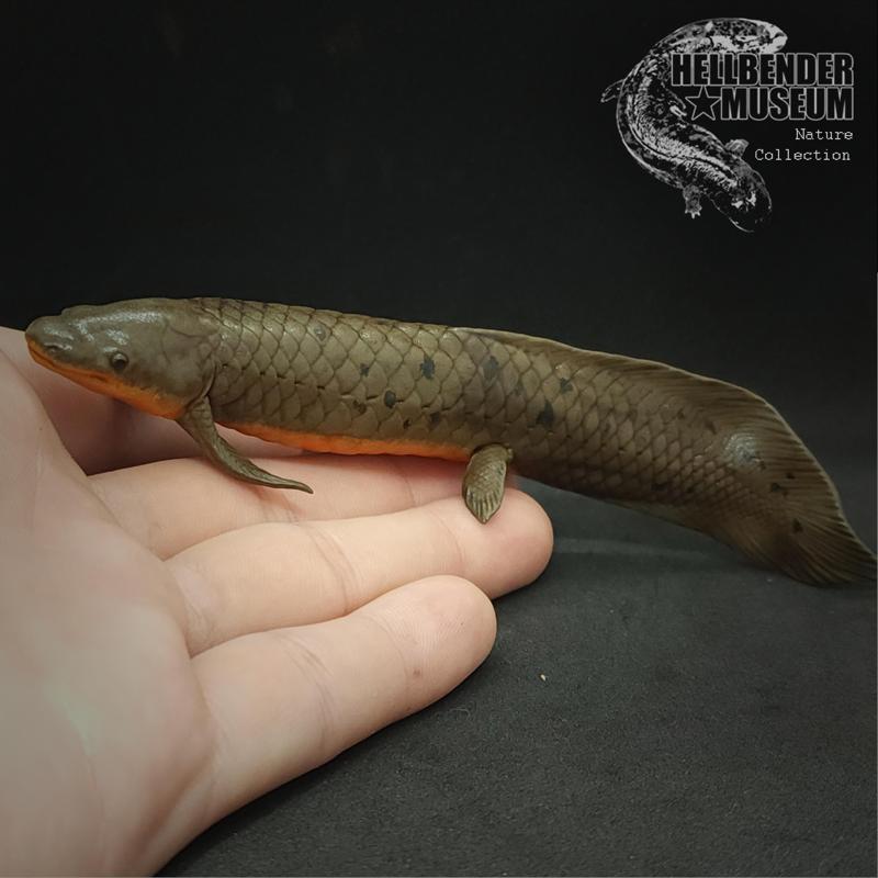 Queensland Lungfish Neoceratodus forsteri