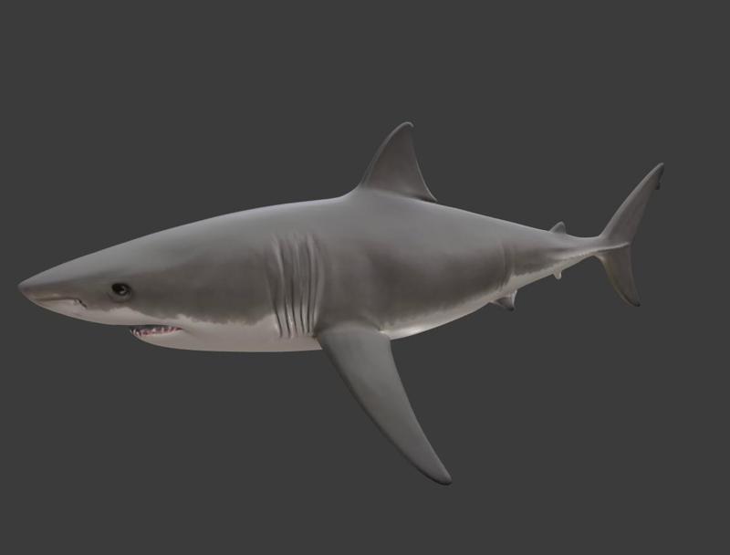 Shark