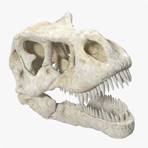 Tyrannosaurus Rex 3D Skull