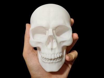 Skull