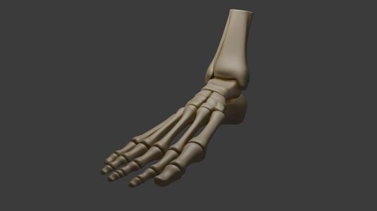 Skeleton of human foot with ankle - Anatomical 3D Model
