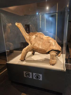 Giant Galapagos Tortoise - 3D Model (Lonesome George)