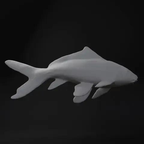 koi fish nishikigoi | carp