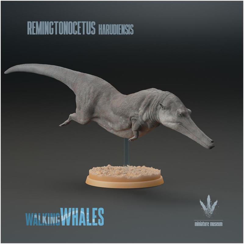 Remingtonocetus harudiensis : The Slender Whale
