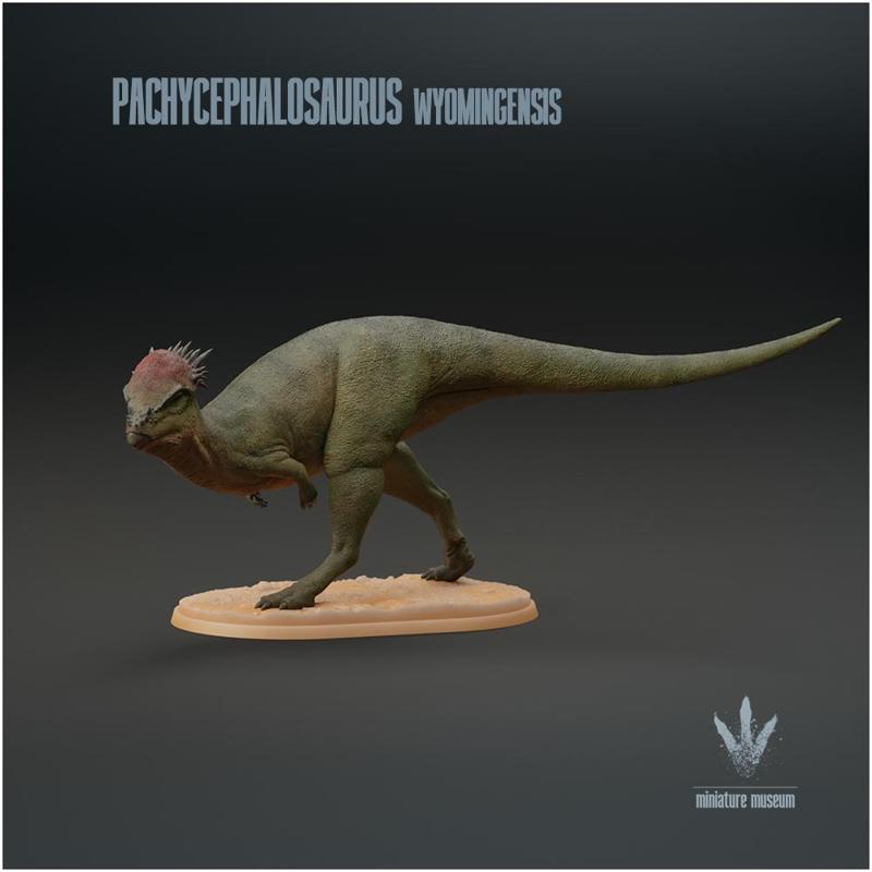 Pachycephalosaurus wyomingensis : The Thick-headed Lizard