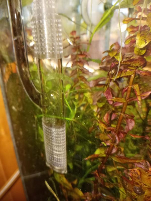 Shrimp (and fry) proof for nano glass lily pipe V2.