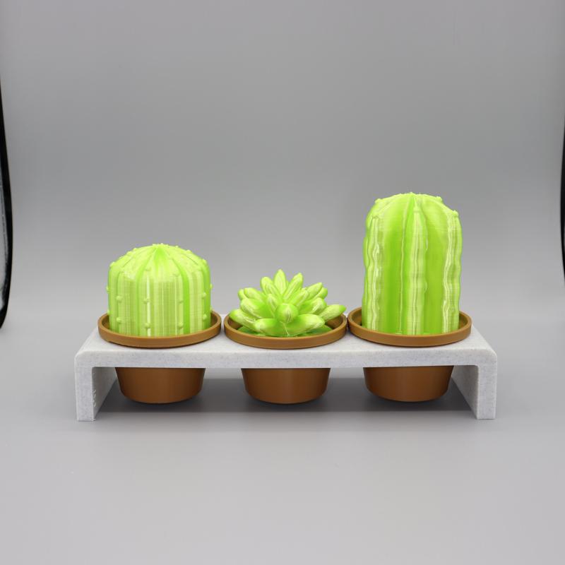 Cactus pot plants