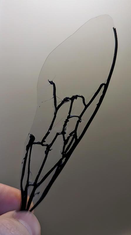 Bionic Bumblebee Wing for MAVs