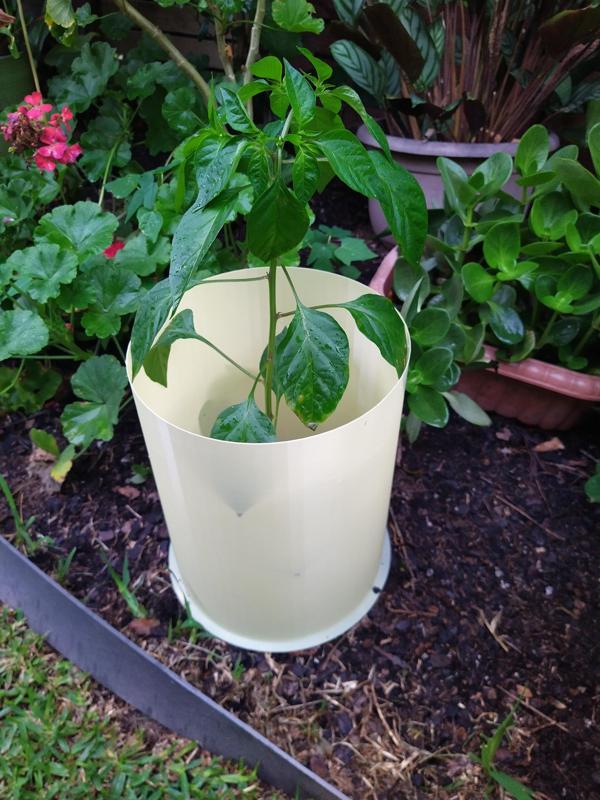 PLANT COVER PROTECTOR