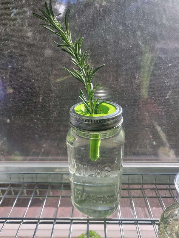 Mason Jar Lid Insert (Regular & Wide-Mouth) - Plant Cutting