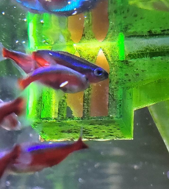 Best FEEDER for frozen food