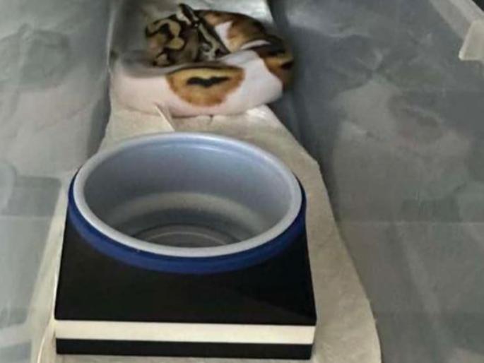 Deli Cup Holder for Geckos