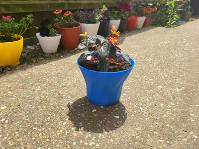 Dodecahedron flower pot   