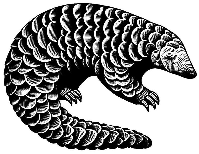 Wall Art - Pangolin - Luskoun