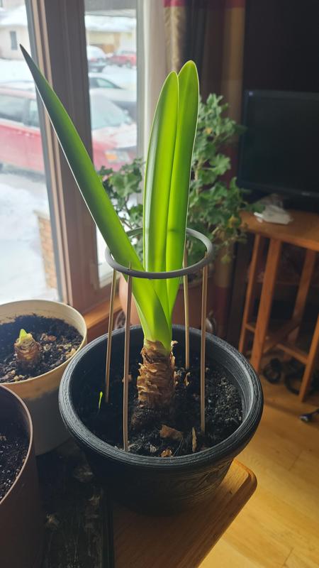 Amaryllis Support Ring