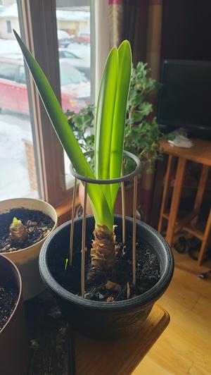 Amaryllis Support Ring