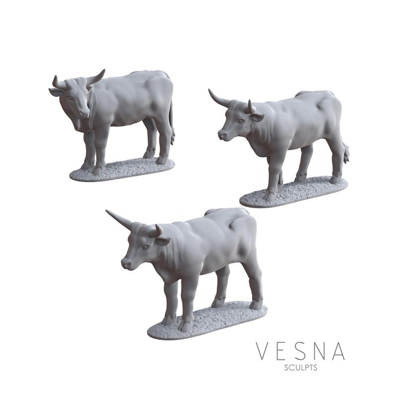 ZULU VILLAGE - NGUNI COWS