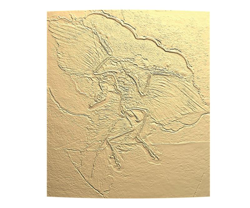 Detailed 3D model of Archaeopteryx - A Digital Reconstruction of the Berlin specimen.