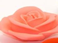 rose flower