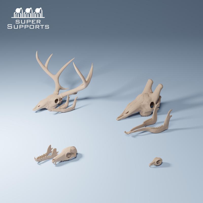 Animal skulls group 2