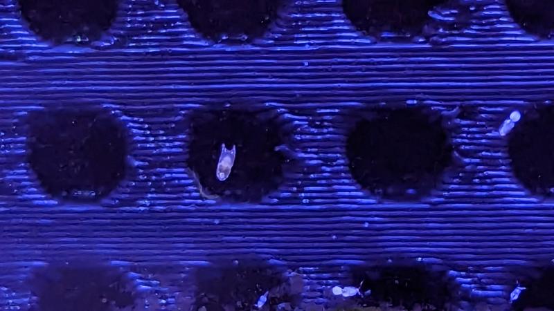 Copepod Hotel