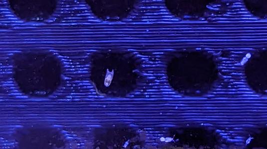 Copepod Hotel