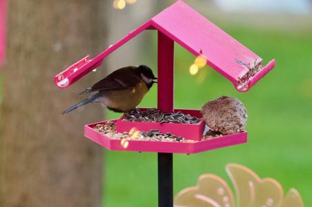 Bird feeder