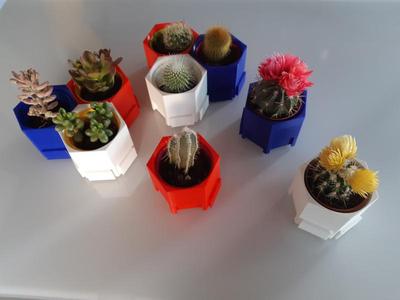 Pot à cactus